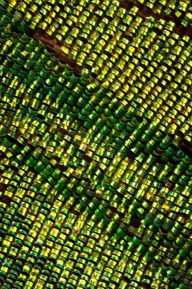 Verbluffende microscopische afbeeldingen van vlindervleugels door Chris Perani 