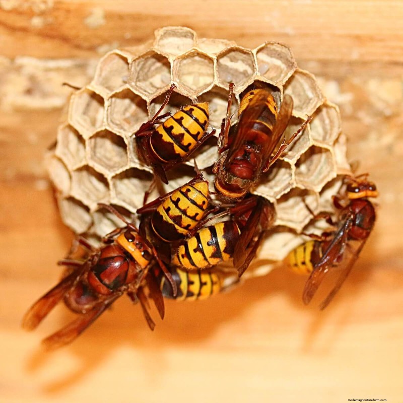 Yellow Jacket-verwijdering:veilige en effectieve strategieën voor uw eigendom 