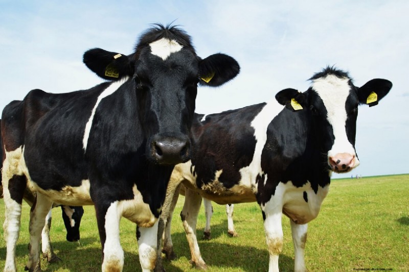 Het juiste runderras kiezen:melk- en vleesrassen vergeleken 