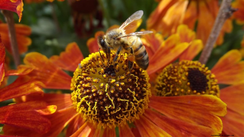 Beste planten ter ondersteuning van bijenpopulaties en bestuivers 