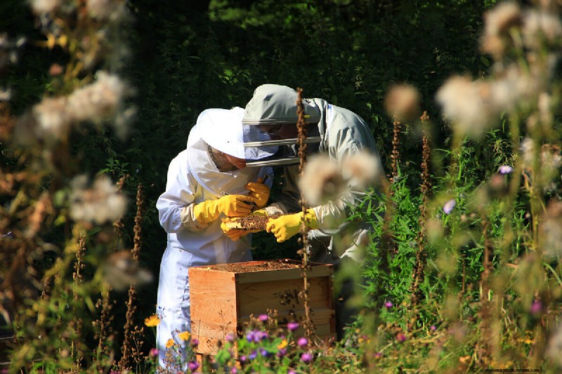 Beste planten ter ondersteuning van bijenpopulaties en bestuivers 