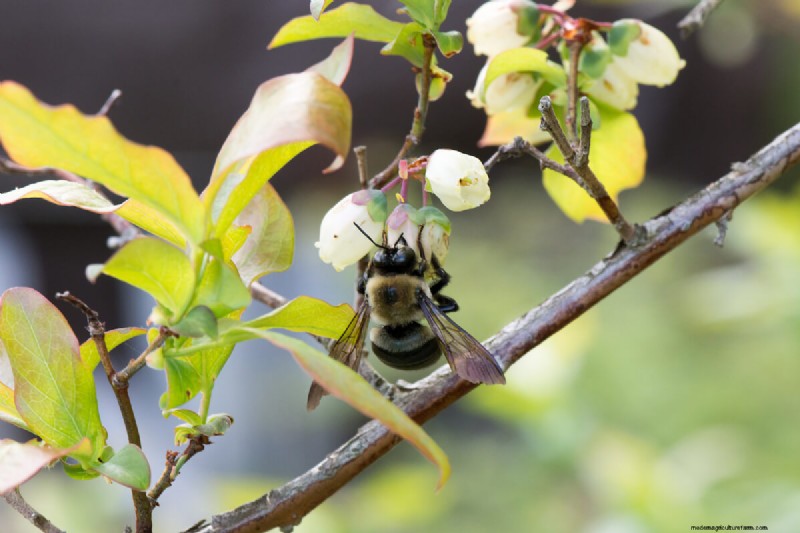Beste planten ter ondersteuning van bijenpopulaties en bestuivers 