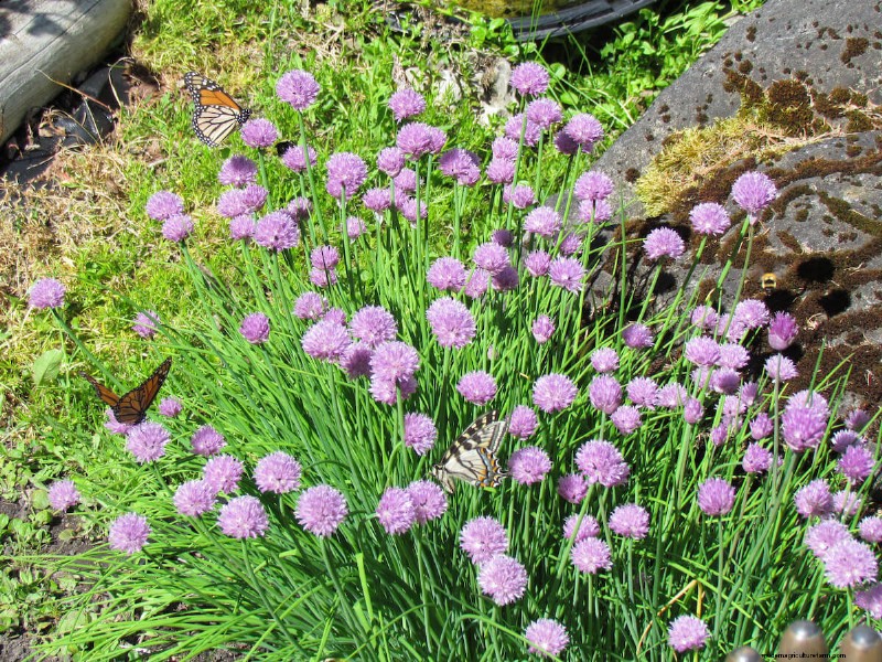Beste planten ter ondersteuning van bijenpopulaties en bestuivers 
