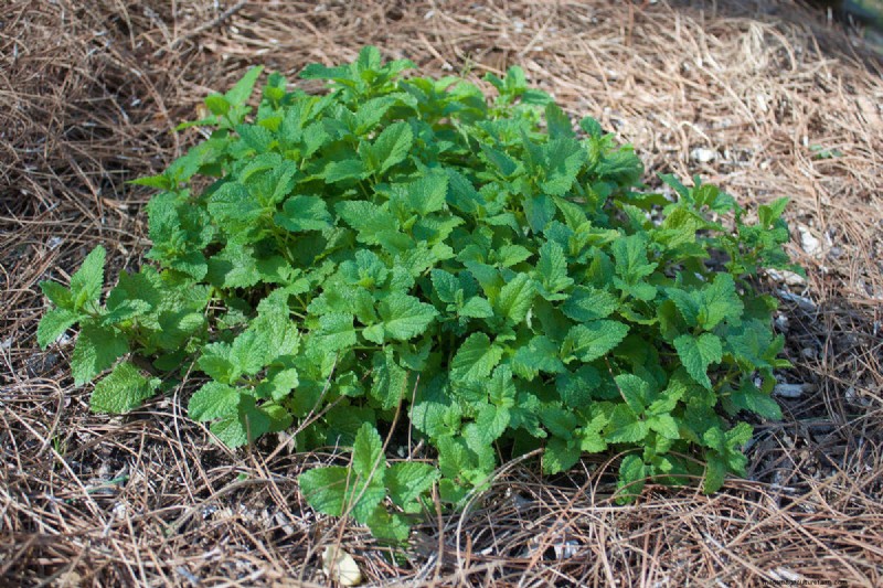 Beste planten ter ondersteuning van bijenpopulaties en bestuivers 