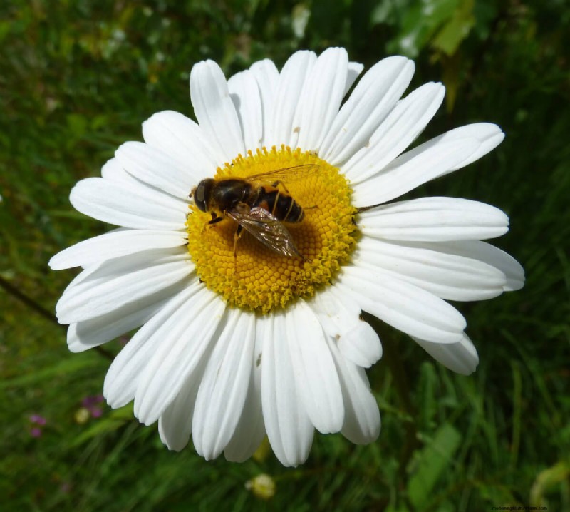 Beste planten ter ondersteuning van bijenpopulaties en bestuivers 