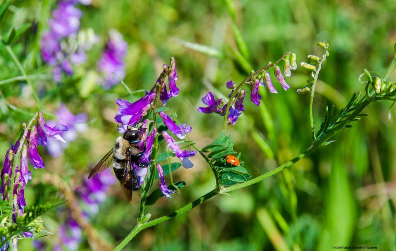 Beste planten ter ondersteuning van bijenpopulaties en bestuivers 