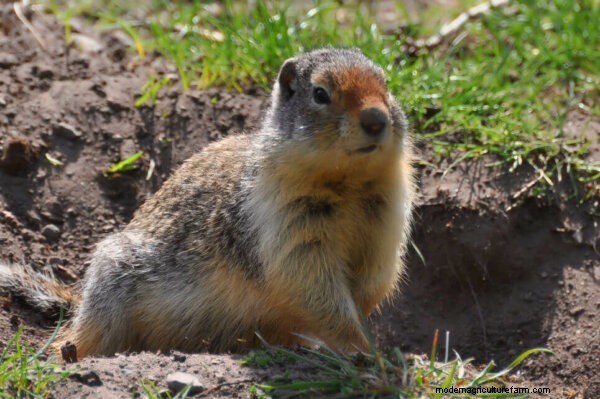 Gopher Control:effectieve methoden om uw tuin te beschermen 