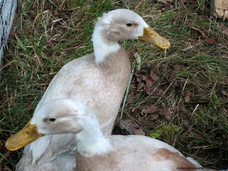 Duck Butchering:een Homesteading-ervaring - geleerde lessen 