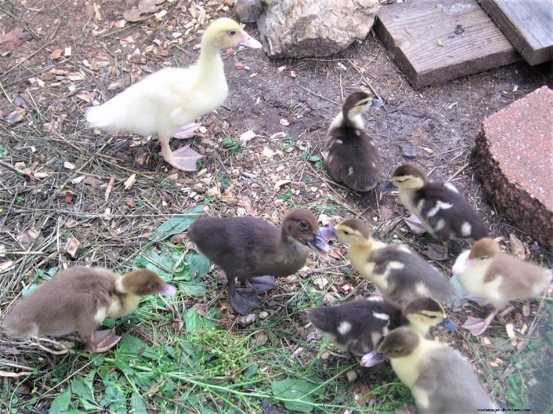 Duck Butchering:een Homesteading-ervaring - geleerde lessen 