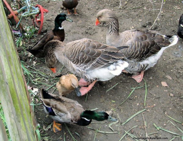 Duck Butchering:een Homesteading-ervaring - geleerde lessen 
