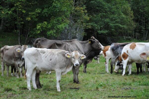 Is Homesteading geschikt voor u? 5 essentiële vragen om te overwegen 