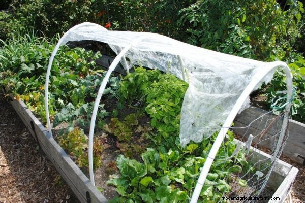 Is Homesteading geschikt voor u? 5 essentiële vragen om te overwegen 
