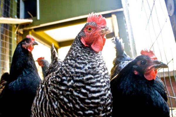 Homestead Parasietbeheer:een uitgebreide gids 