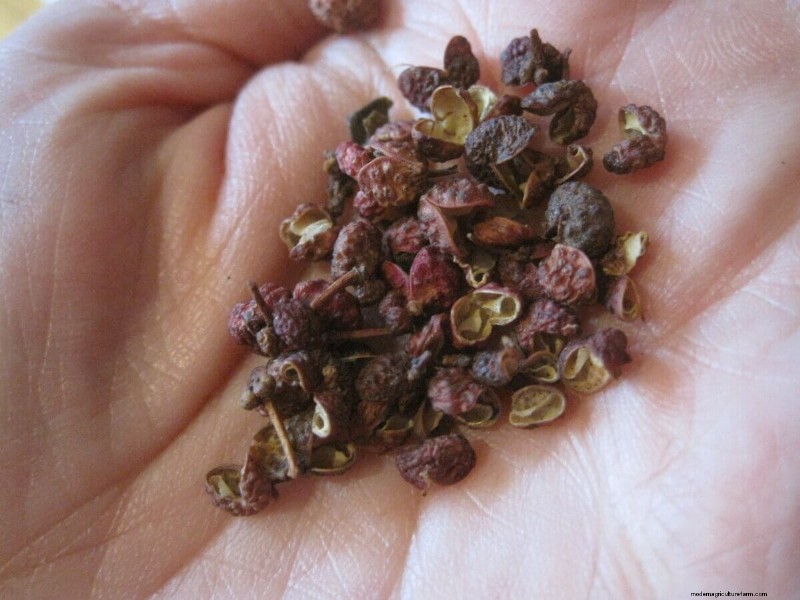 Kweek je eigen smaak:8 unieke en gemakkelijk te kweken kruiden 