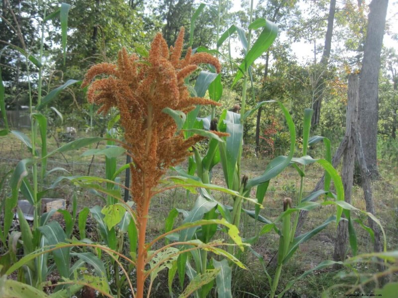 Ontdek de oorsprong van moderne voeding:Native American Plant Heritage 