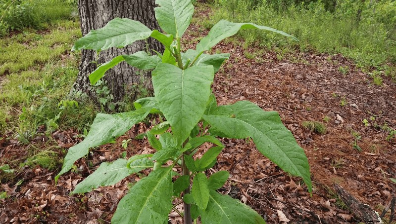 Ontdek de oorsprong van moderne voeding:Native American Plant Heritage 