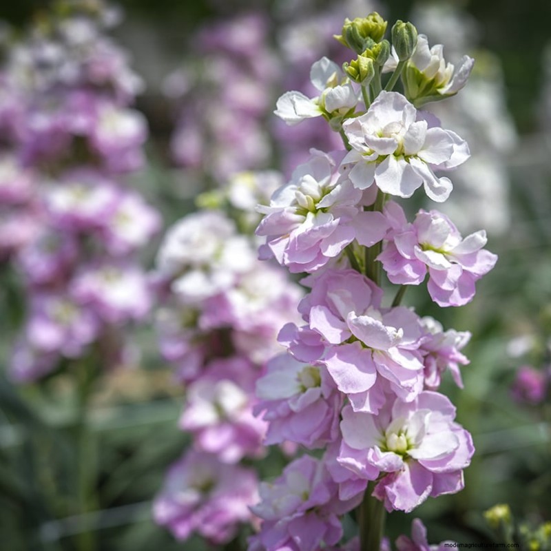 Voordelen van bloemen in moestuinen:6 verrassende redenen 