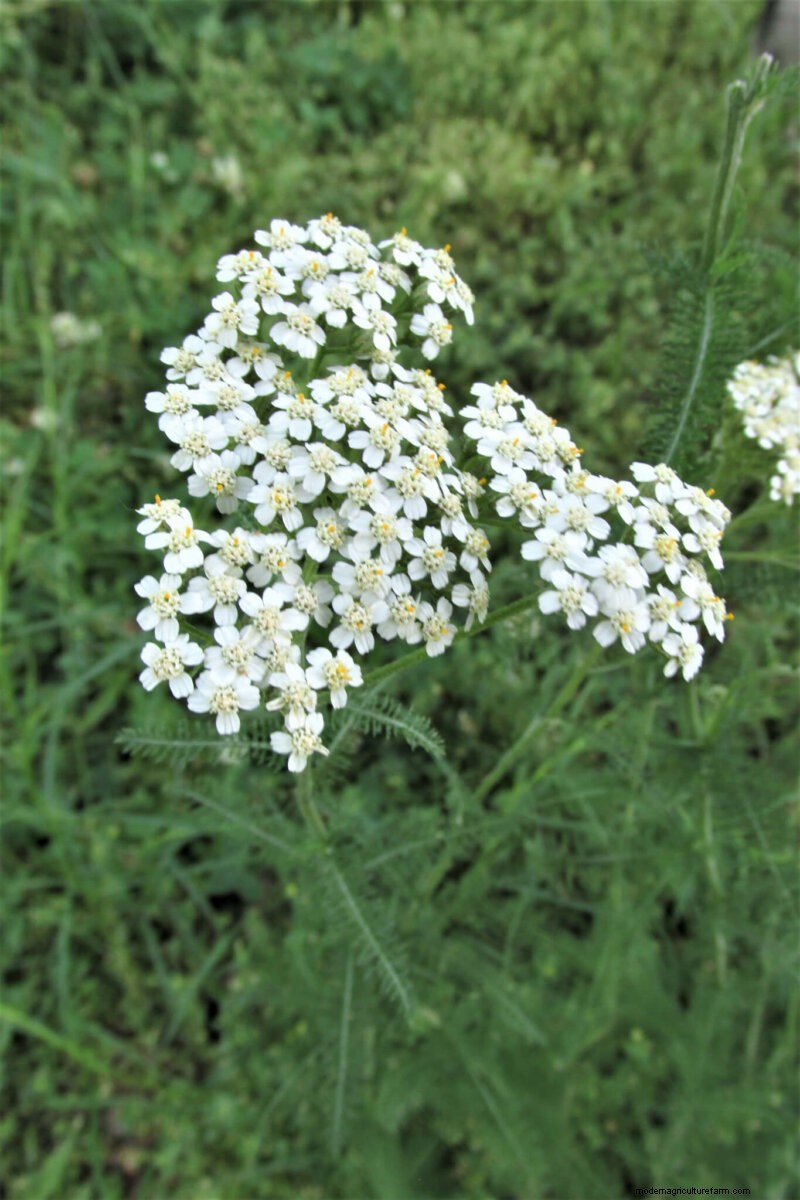 Voordelen van bloemen in moestuinen:6 verrassende redenen 