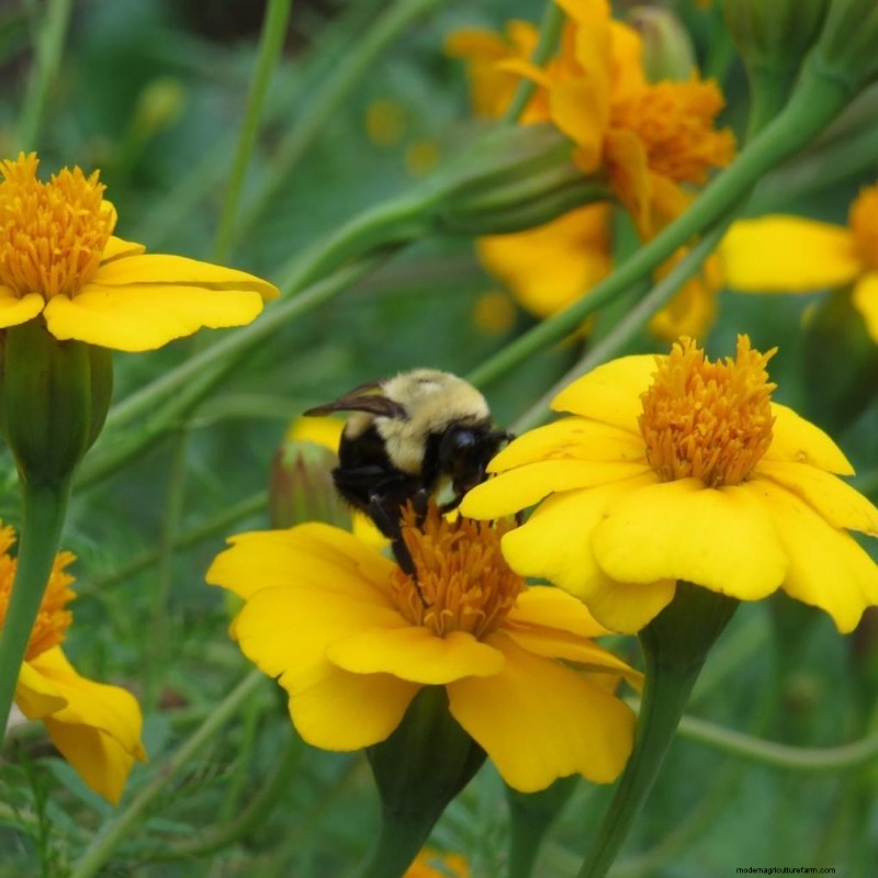 Voordelen van bloemen in moestuinen:6 verrassende redenen 