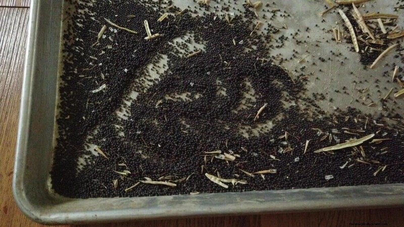 Gids voor zaadbesparing voor Brassica-groenten (kool, boerenkool en meer) 