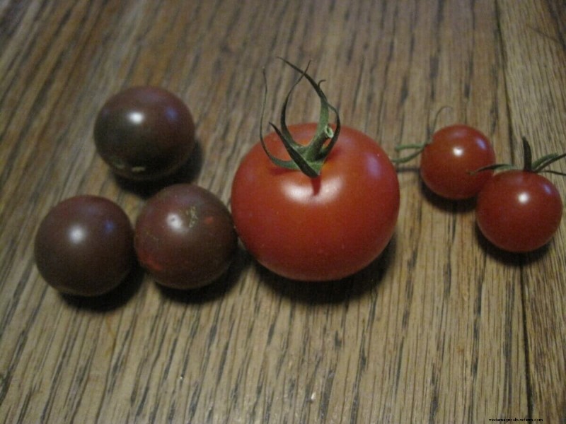 Tomatenzaadbesparing:een complete gids voor tuinders 
