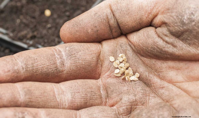 Tomatenzaadbesparing:een complete gids voor tuinders 