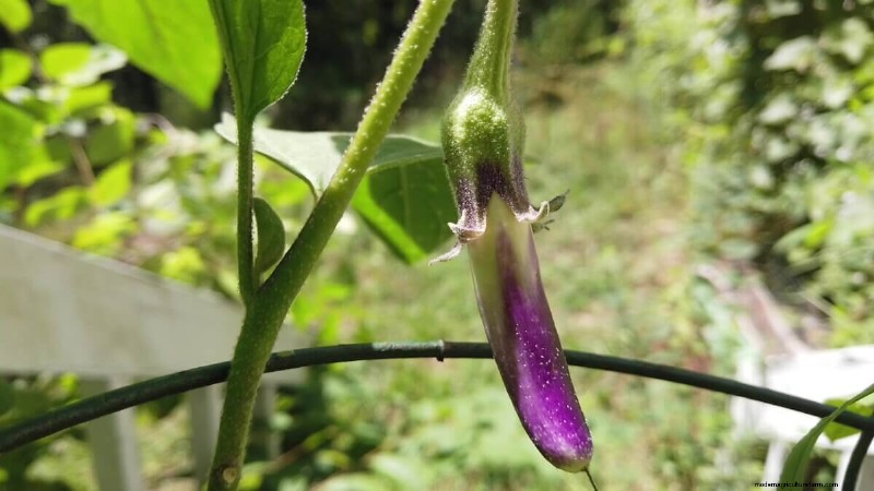 Behoud van auberginezaden:een gids voor thuistuinders 