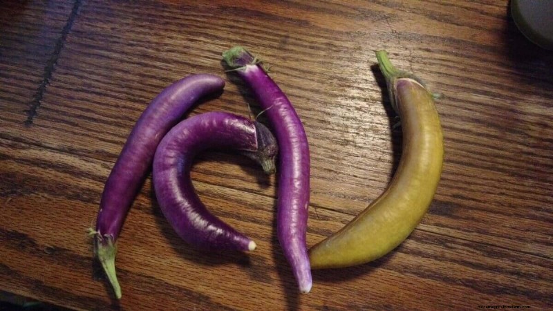 Behoud van auberginezaden:een gids voor thuistuinders 