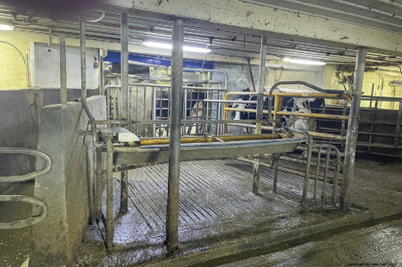 Overgang van Tiestalls:nieuwbouw versus retrofit voor geautomatiseerd melken