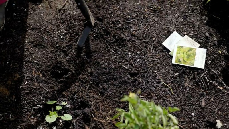 Opeenvolging planten en tussenteelt:verleng uw oogstseizoen 
