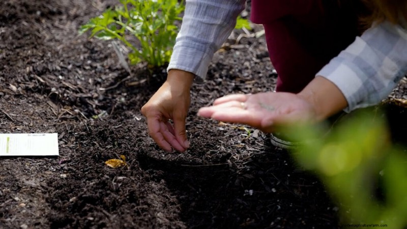Opeenvolging planten en tussenteelt:verleng uw oogstseizoen 