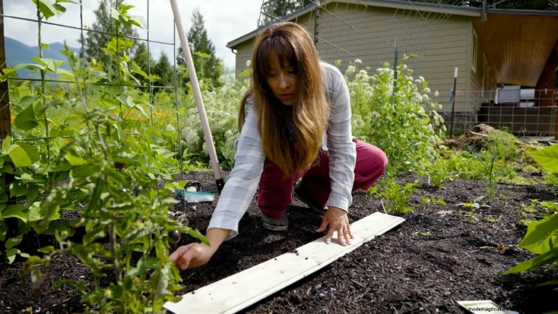 Opeenvolging planten en tussenteelt:verleng uw oogstseizoen 