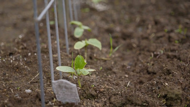 Opeenvolging planten en tussenteelt:verleng uw oogstseizoen 