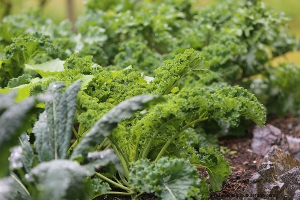 Opeenvolging planten en tussenteelt:verleng uw oogstseizoen 
