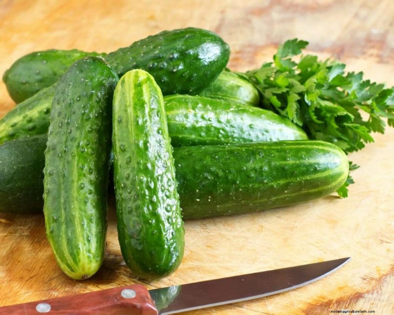 Opeenvolging planten en tussenteelt:verleng uw oogstseizoen 