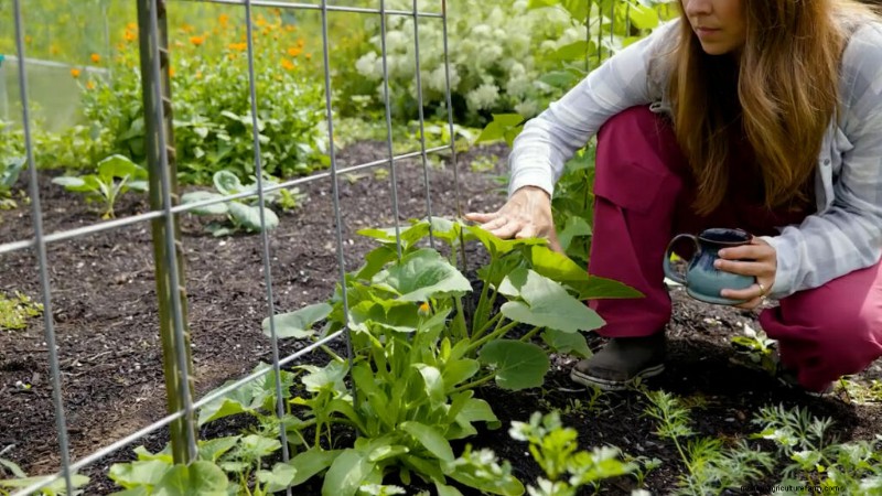 Opeenvolging planten en tussenteelt:verleng uw oogstseizoen 
