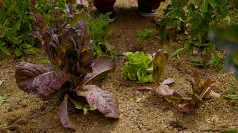 Opeenvolging planten en tussenteelt:verleng uw oogstseizoen 