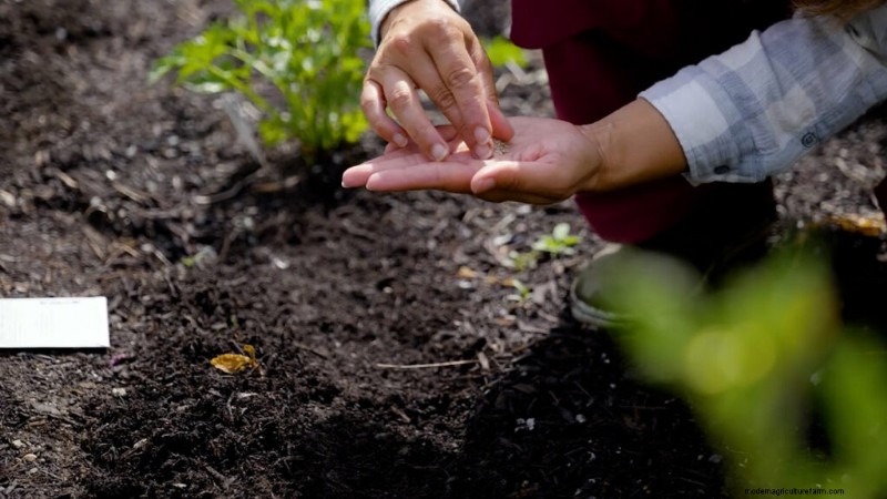 Opeenvolging planten en tussenteelt:verleng uw oogstseizoen 