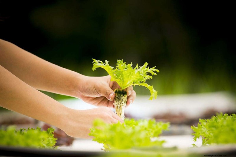 Jardins hydroponiques :composants, avantages et guide de bricolage pour débutant 