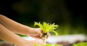 Giardini idroponici:componenti, vantaggi e una guida fai-da-te per principianti 