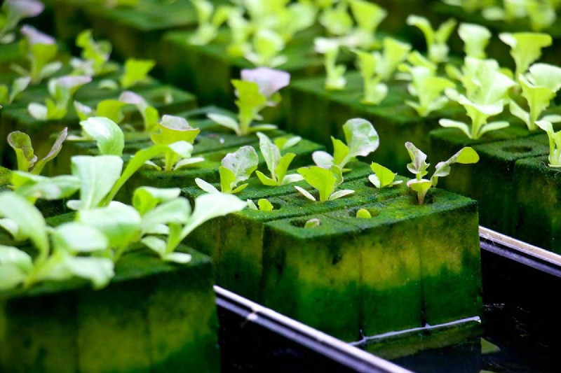 Jardins hydroponiques :composants, avantages et guide de bricolage pour débutant 