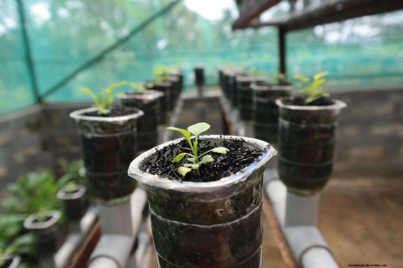 Jardins hydroponiques :composants, avantages et guide de bricolage pour débutant 