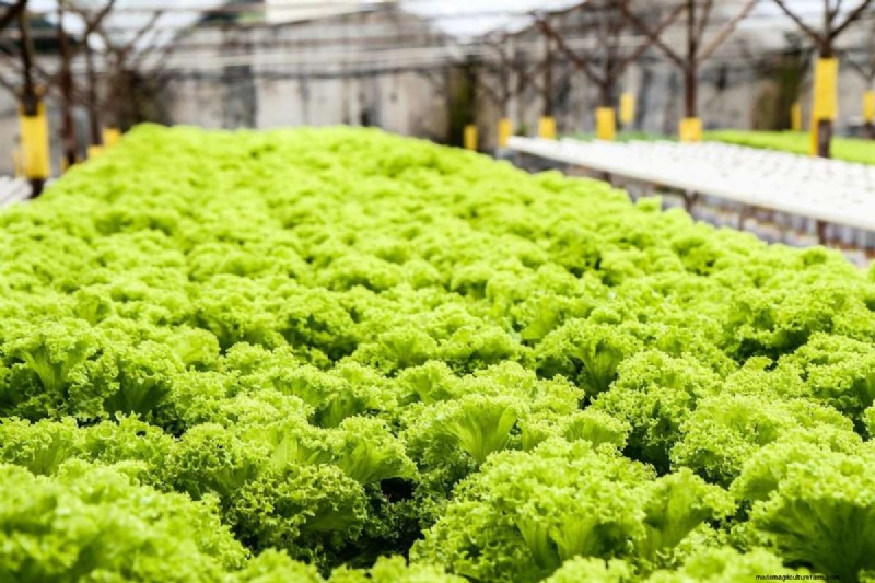 Jardins hydroponiques :composants, avantages et guide de bricolage pour débutant 