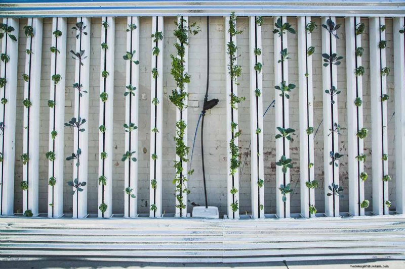 Jardins hydroponiques :composants, avantages et guide de bricolage pour débutant 