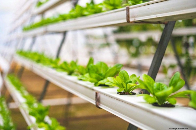 Jardins hydroponiques :composants, avantages et guide de bricolage pour débutant 