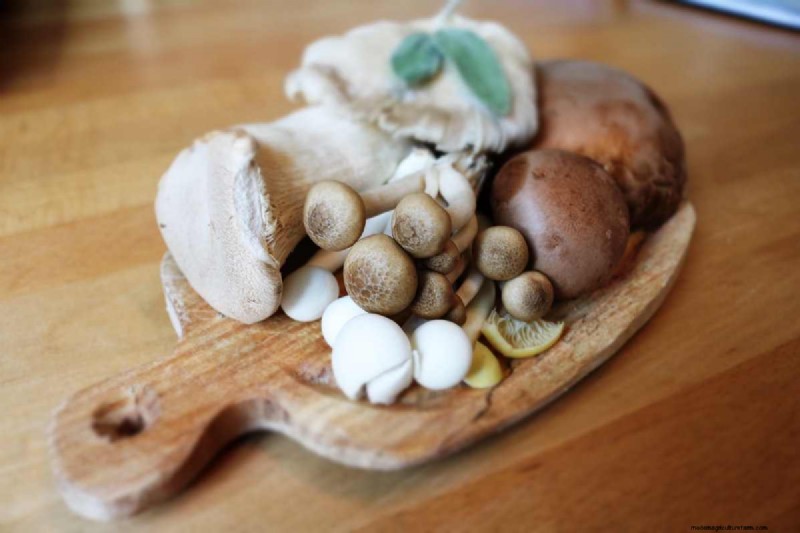 Guide expert des kits de culture de champignons et conseils de bricolage pour une récolte fraîche et durable 