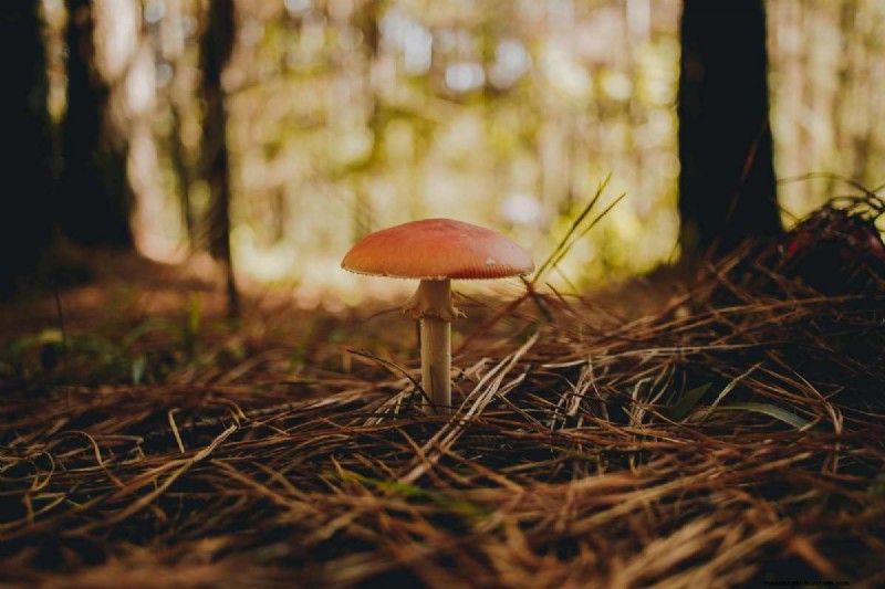 Guide expert des kits de culture de champignons et conseils de bricolage pour une récolte fraîche et durable 