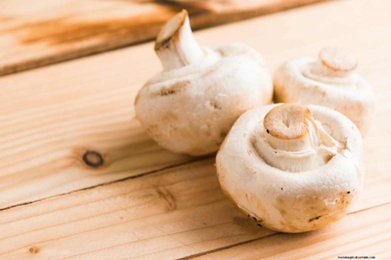 Guide expert des kits de culture de champignons et conseils de bricolage pour une récolte fraîche et durable 