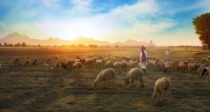 Penjelasan Silvopasture:Pengertian, Pengaturan, Komponen, dan Manfaat Bagi Lingkungan 