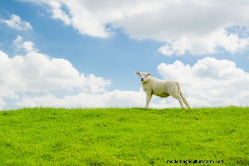 Agroforestry:definitie, typen en voordelen voor duurzame landbouw 